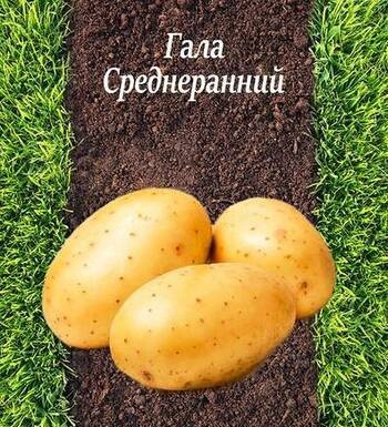 Семена картофеля Гала 3 репродукция