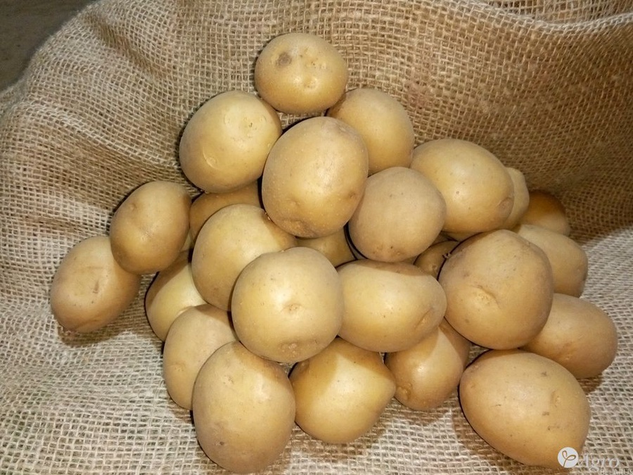 Семена картофеля Ривьера