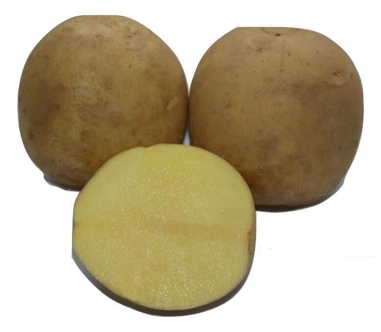 Семена картофеля Юлия