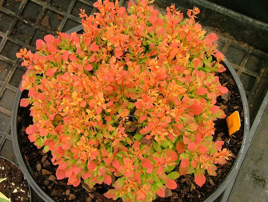 Саженец Барбарис Berberis thunbergii Golden Ruby