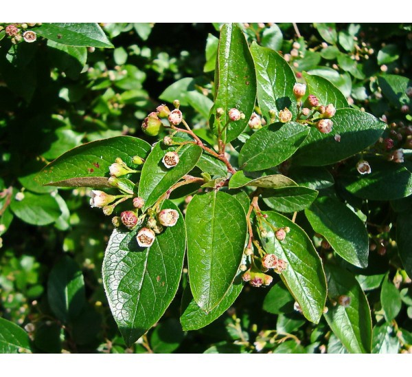 Саженец Кизильник Cotoneaster lucidus