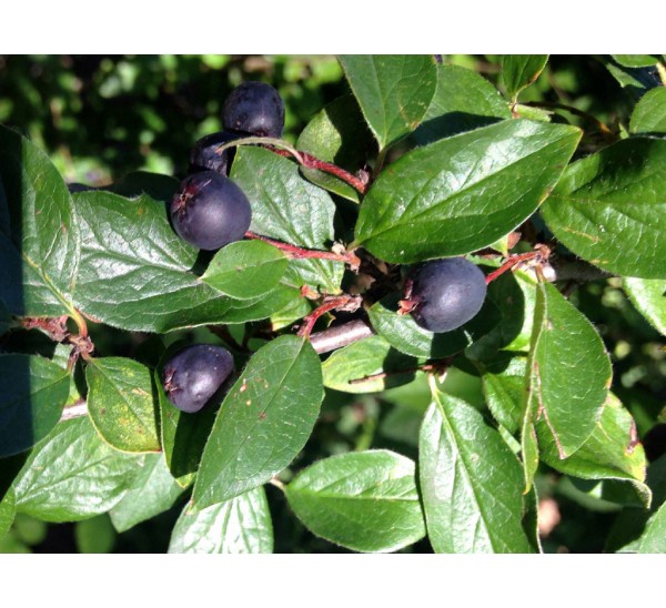 Саженец Кизильник Cotoneaster lucidus