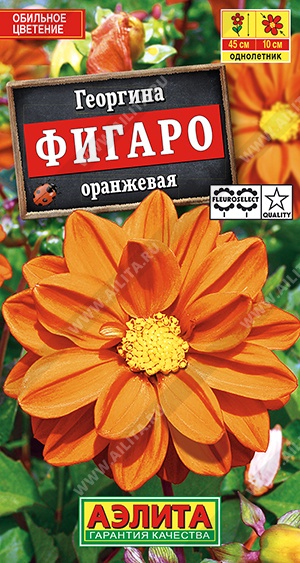 Георгина махровая Фигаро оранжевая 7шт