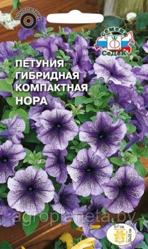 Петуния Нора (гибридная компактная), 10 шт