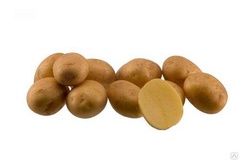 Семена картофеля Ювел
