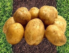 Семена картофель Ривьера РС за 1кг 