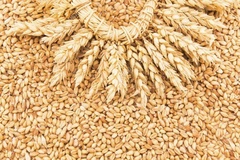 Пшеница фуражная 30 кг. 