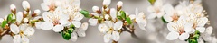 Интерьерная панель "Цветы №73 белые цветы" 3000*600*1,5 мм на основе ABS пластика ЛАК