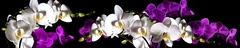 Интерьерная панель "Цветы №119 лунные орхидеи" 3000*600*1,5 мм на основе ABS пластика ЛАК