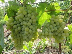Саженец виноград плодовый Восторг 