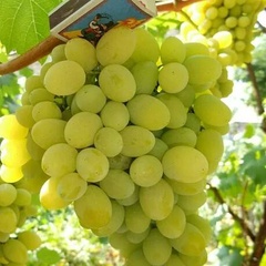 Саженец виноград плодовый Белое чудо 