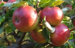 Саженец яблоня Жигулевское 