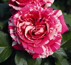 Саженец Роза чайно-гибридная Имэджин красно-розовая с бело-розовыми полосками 