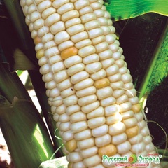 Семена Кукуруза суперсахарная Медовый нектар F1 Вкуснятина 15шт/упак 