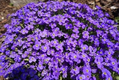 Семена Цветок Аубреция Ксения т,фиолет, 0,1г Россия