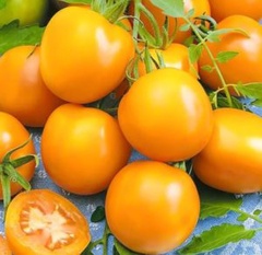 Семена томат Андромеда золотая F1 арт. F10281 Россия