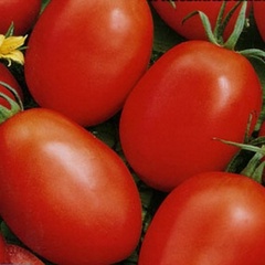 Семена томат новичок арт. А10330 Россия