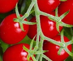 Семена томат Галера арт. А10299 Россия