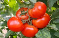 Семена томат Джина арт. А10308 Россия