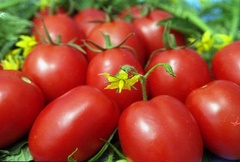 Семена томат Семь сорок F1 арт. А10342 Россия