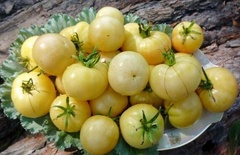 Семена томат лотос арт. А10320 Россия