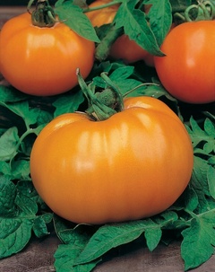 Семена томат Апельсин арт. А10283 Россия