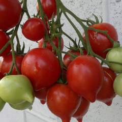 Семена томат Буденовка арт. А10293 Россия
