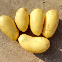 Семена картофеля Королева Анна