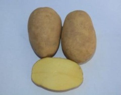 Семена картофеля Мастак