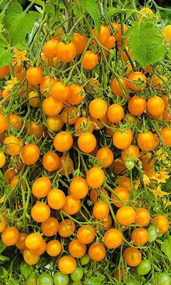 Семена томат черри Оранжевый коктейль F1 арт. А10501 Россия