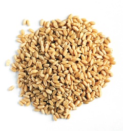 Семена "Пшеница" 1 кг.